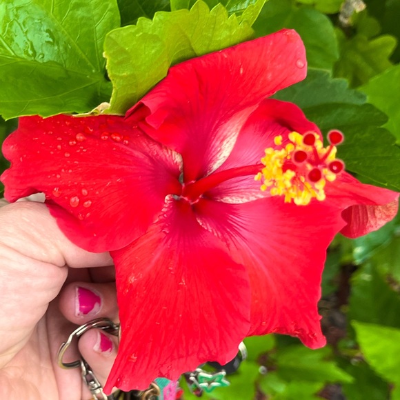 Meet your Posher, Brittany - Picture 1 of 1